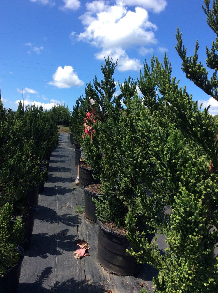 cryptomeria-japonica-black-dragon-japanese-cedar