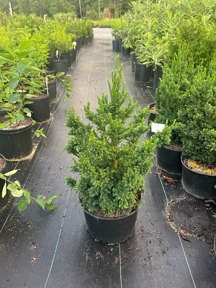 cryptomeria-japonica-black-dragon-japanese-cedar