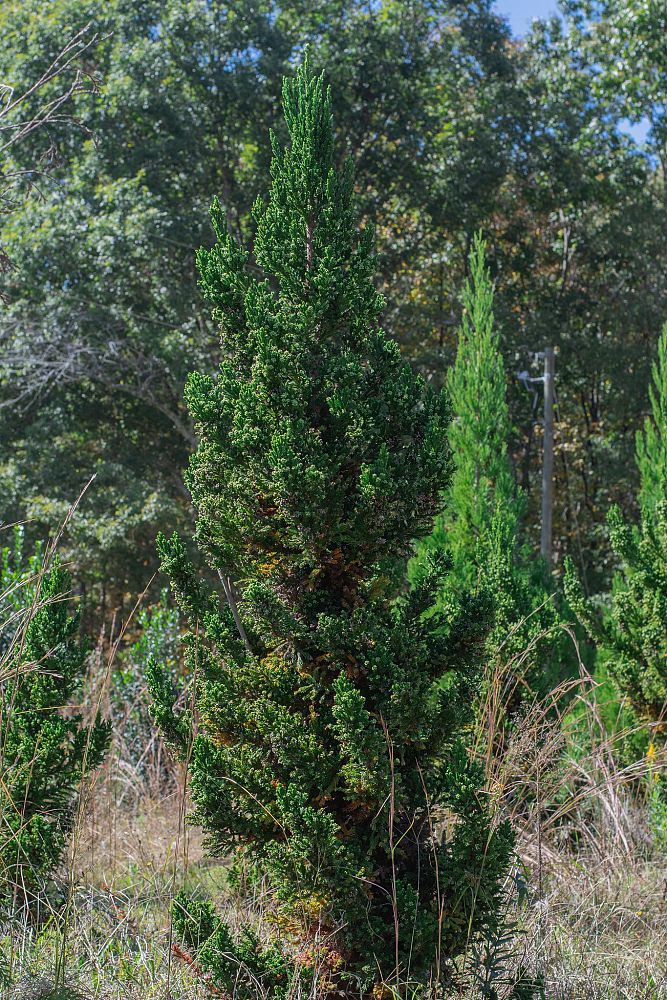 cryptomeria-japonica-black-dragon-japanese-cedar