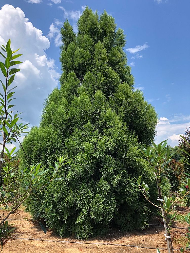 cryptomeria-japonica-cjmtf-kashyma-cryptomeria