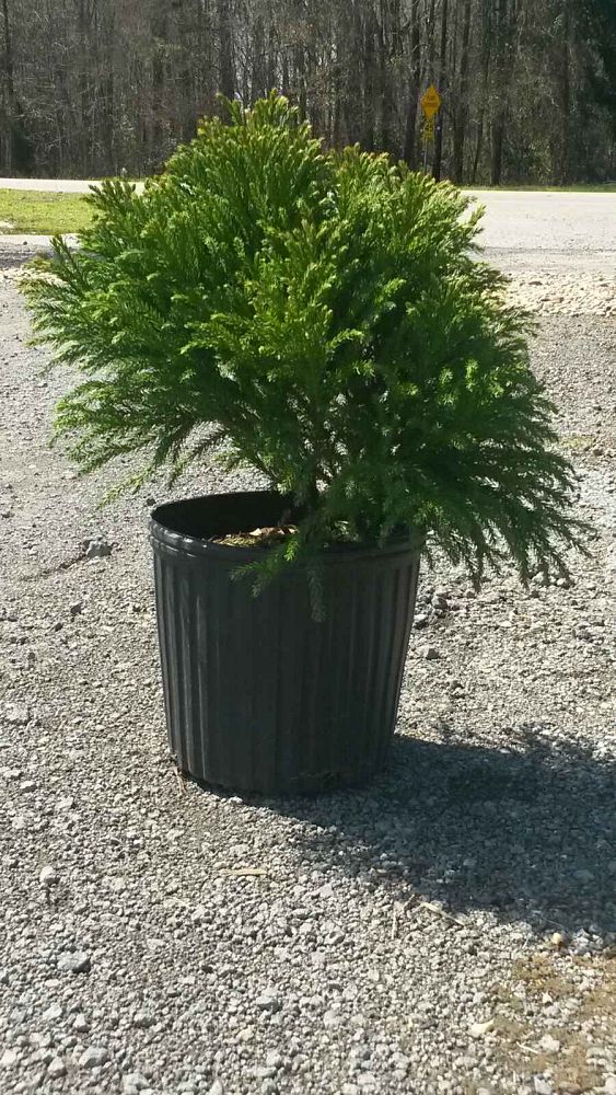 cryptomeria-japonica-globosa-nana-japanese-cedar