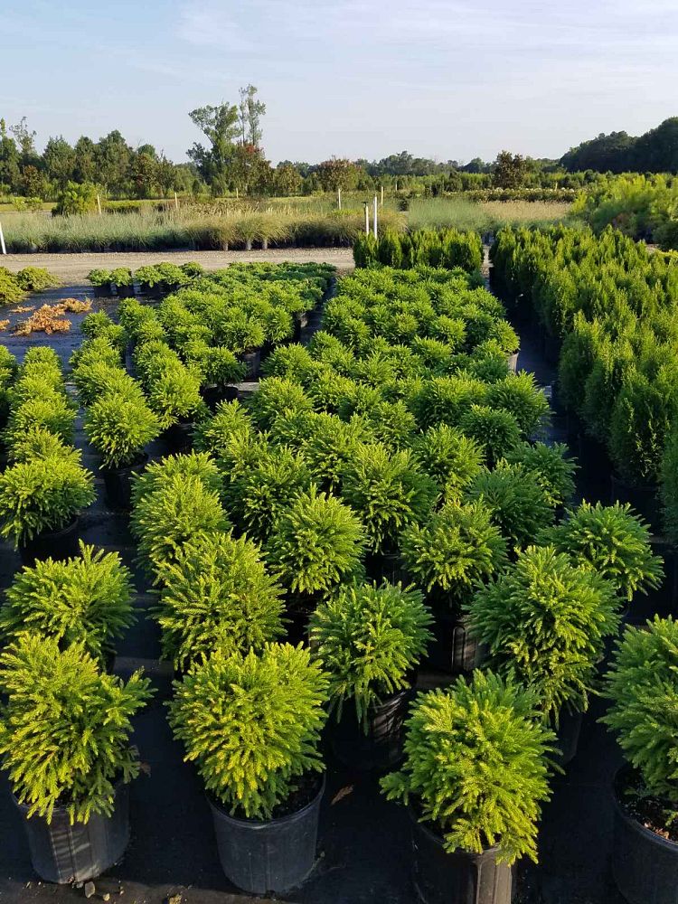cryptomeria-japonica-globosa-nana-japanese-cedar