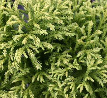 cryptomeria-japonica-globosa-nana-japanese-cedar