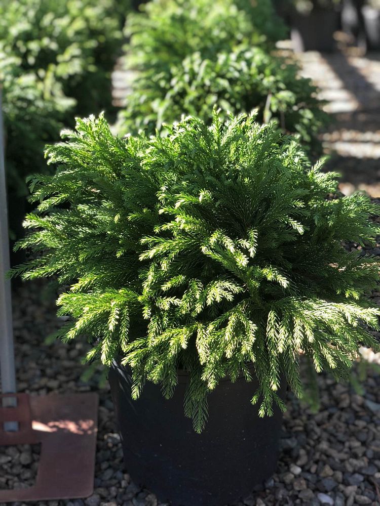 cryptomeria-japonica-globosa-nana-japanese-cedar