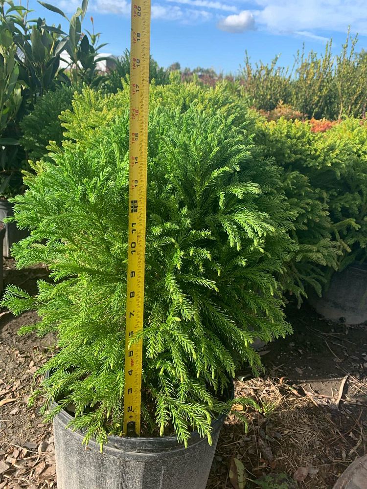 cryptomeria-japonica-globosa-nana-japanese-cedar