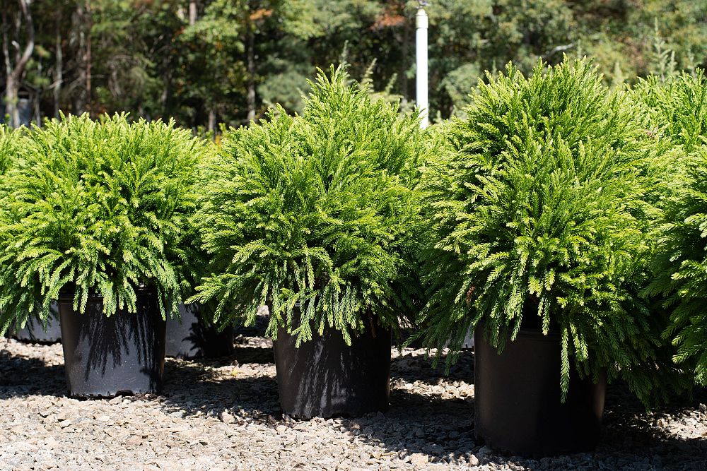 cryptomeria-japonica-globosa-nana-japanese-cedar