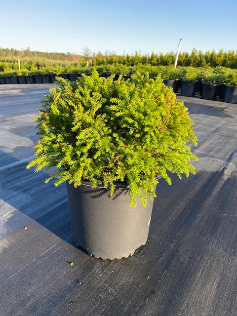 cryptomeria-japonica-globosa-nana-japanese-cedar