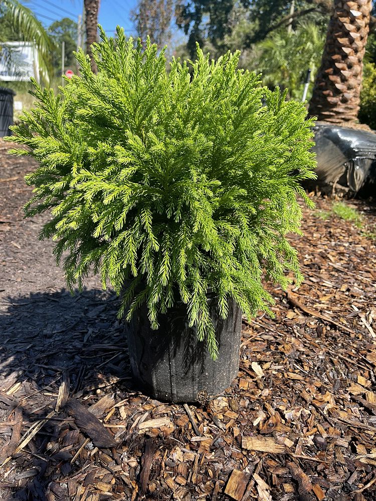 cryptomeria-japonica-globosa-nana-japanese-cedar