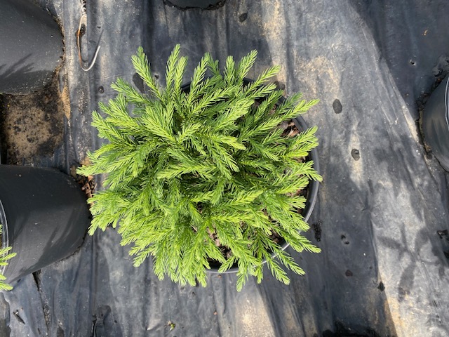 cryptomeria-japonica-globosa-nana-japanese-cedar