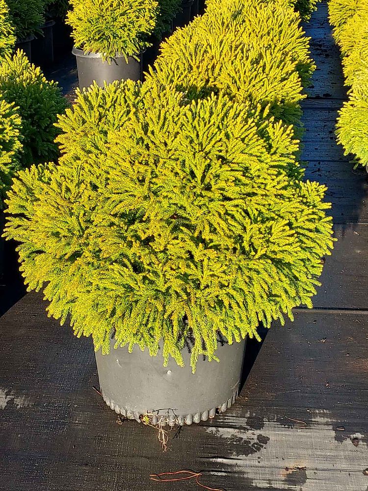cryptomeria-japonica-globosa-nana-japanese-cedar