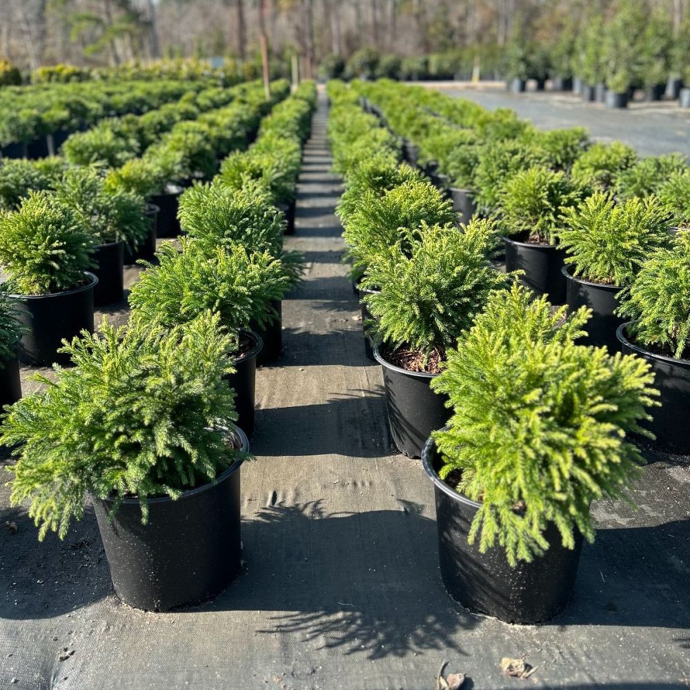 cryptomeria-japonica-globosa-nana-japanese-cedar