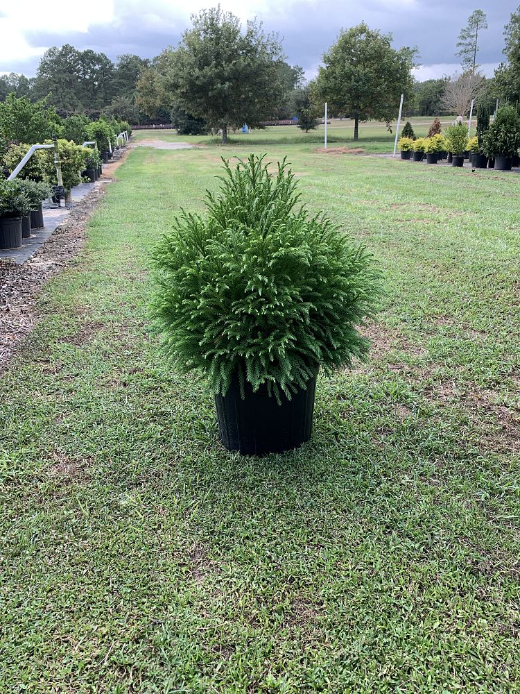 cryptomeria-japonica-globosa-nana-japanese-cedar
