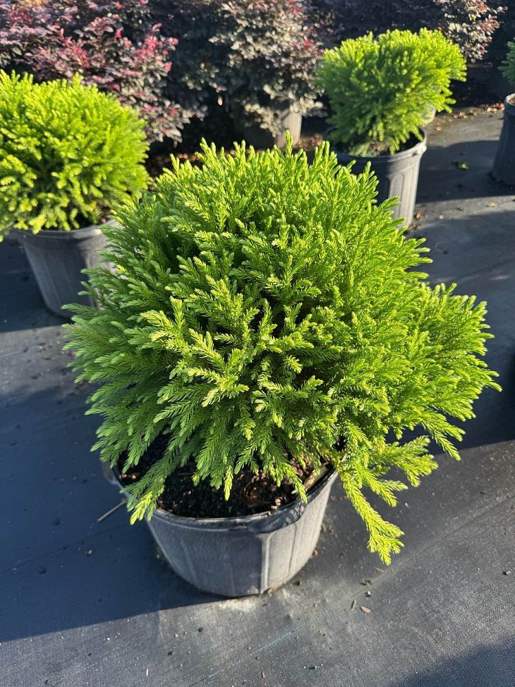 cryptomeria-japonica-globosa-nana-japanese-cedar