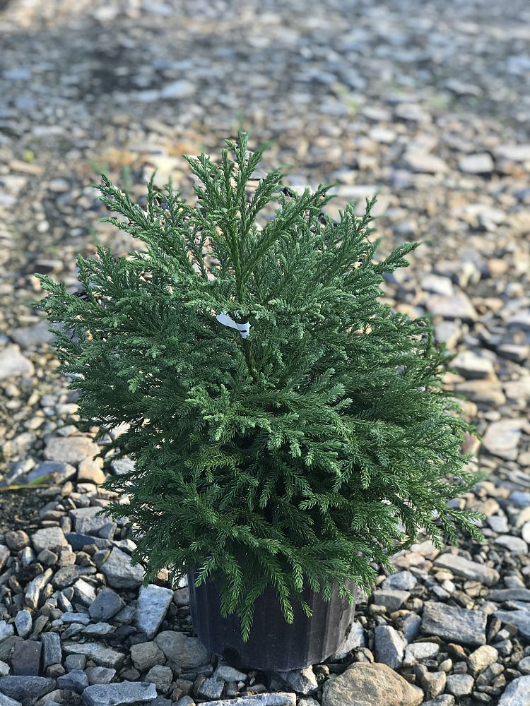 cryptomeria-japonica-gyokruya-japanese-cedar