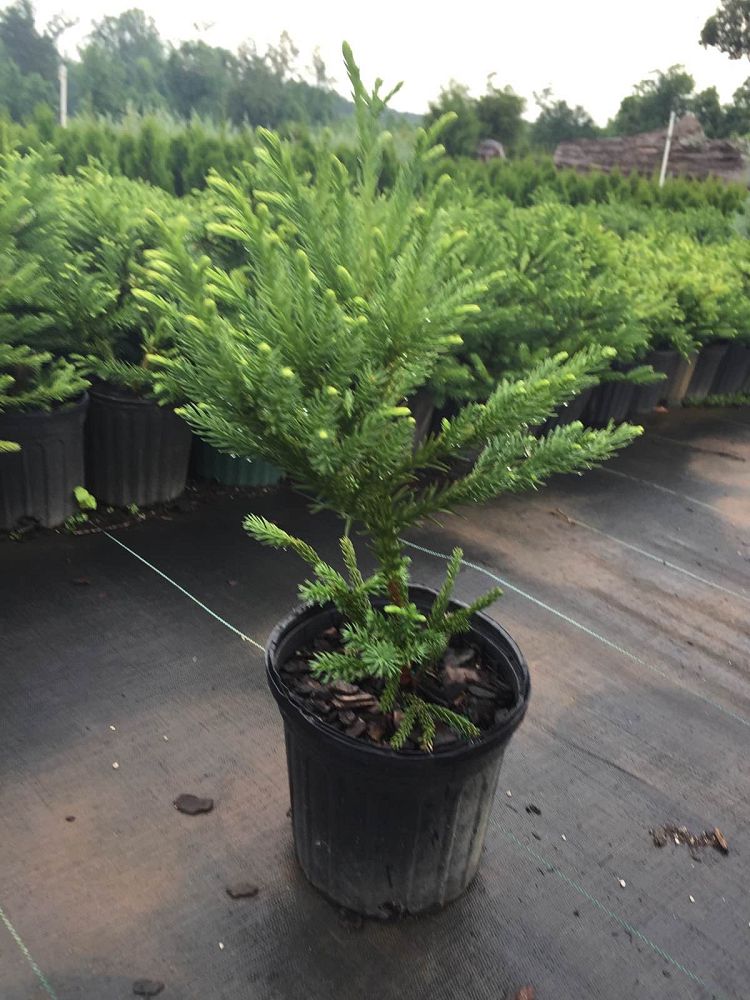 cryptomeria-japonica-gyokuryu-japanese-cedar