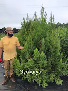 cryptomeria-japonica-gyokuryu-japanese-cedar