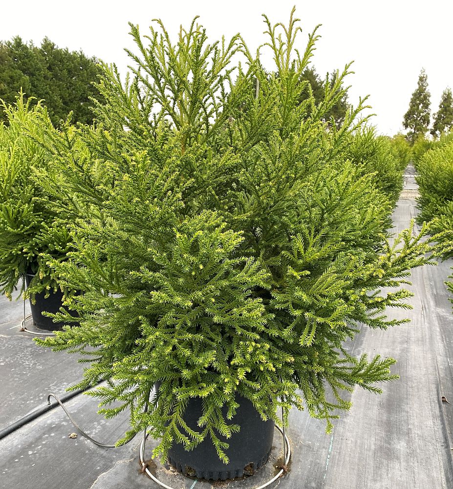 cryptomeria-japonica-gyokuryu-japanese-cedar