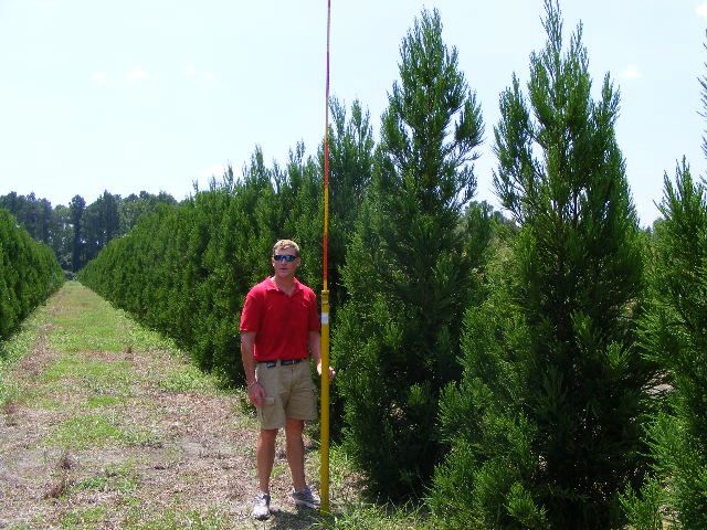 cryptomeria-japonica-japanese-cedar