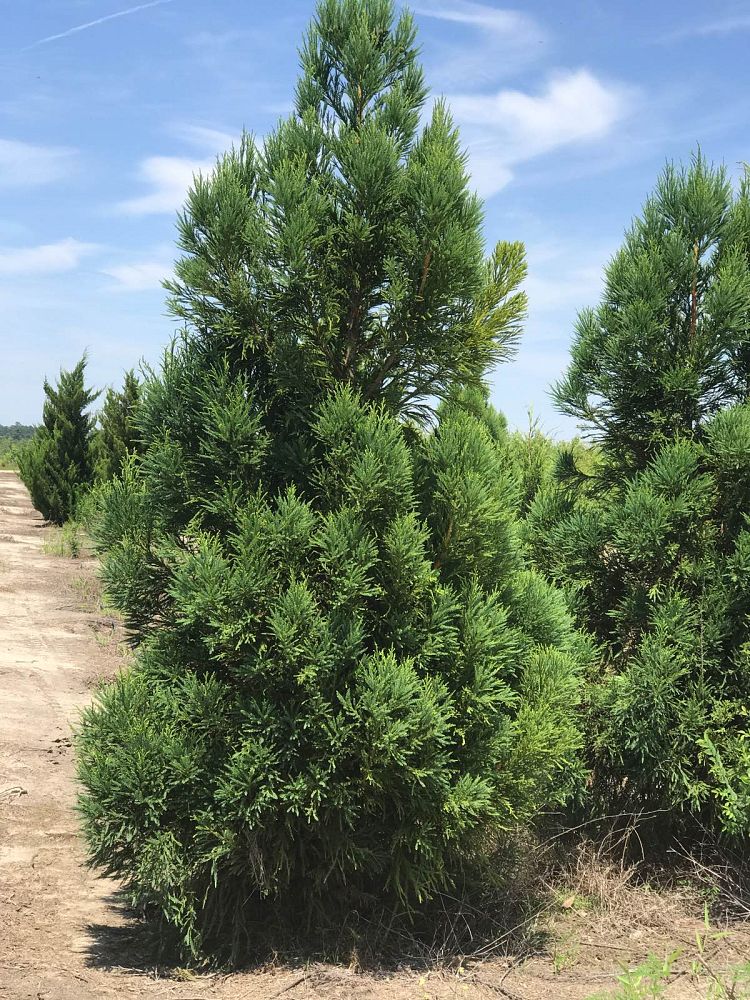 cryptomeria-japonica-japanese-cedar