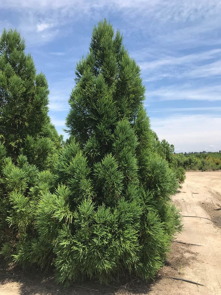 cryptomeria-japonica-japanese-cedar