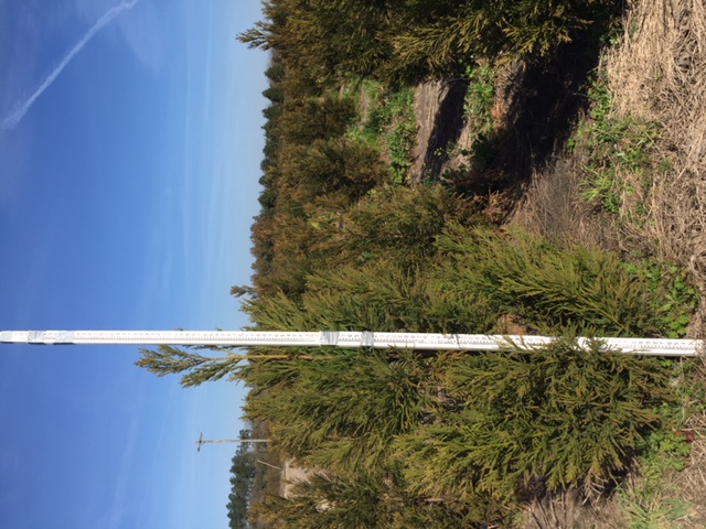 cryptomeria-japonica-japanese-cedar