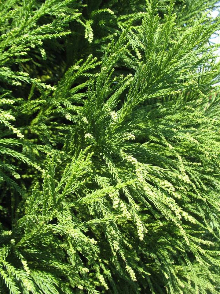 cryptomeria-japonica-radicans-japanese-cedar