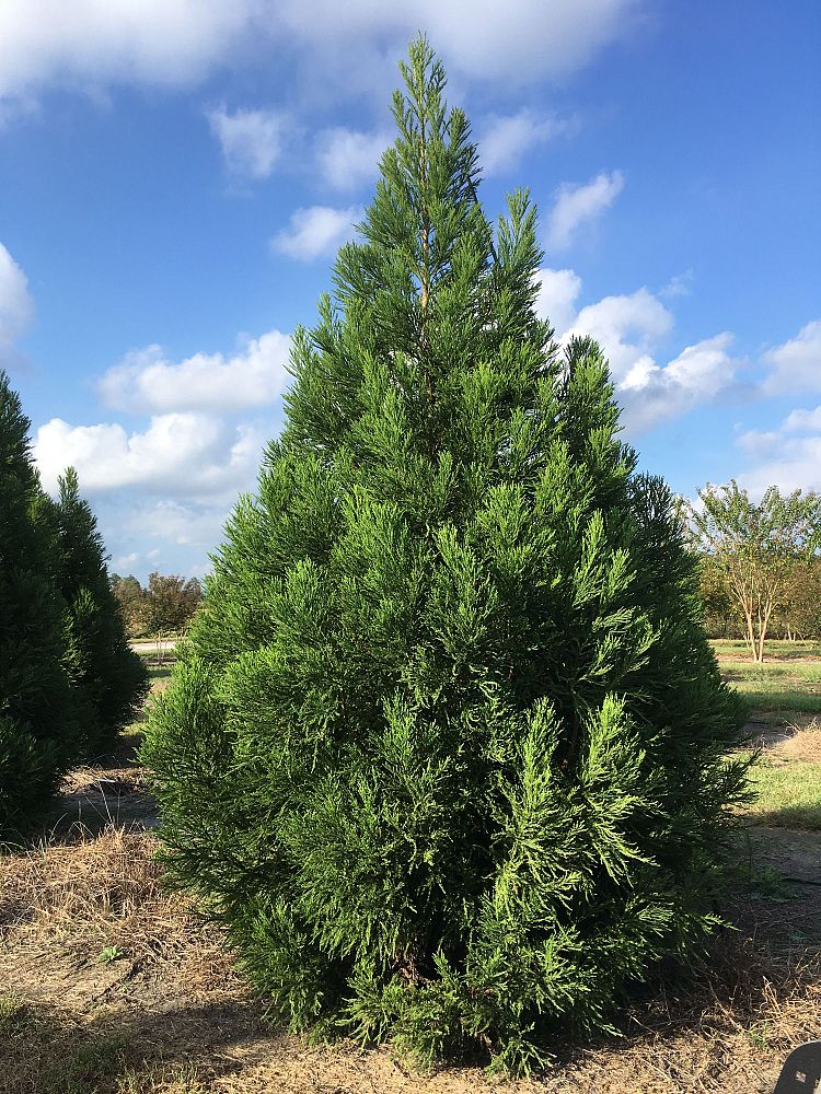 cryptomeria-japonica-radicans-japanese-cedar