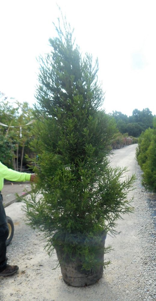 cryptomeria-japonica-radicans-japanese-cedar