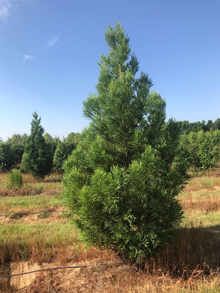 cryptomeria-japonica-radicans-japanese-cedar