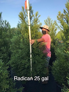cryptomeria-japonica-radicans-japanese-cedar