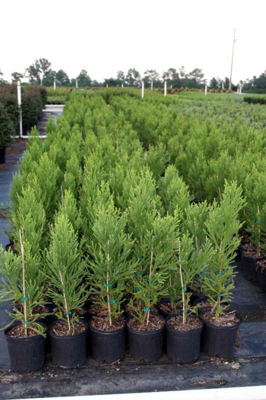 cryptomeria-japonica-radicans-japanese-cedar