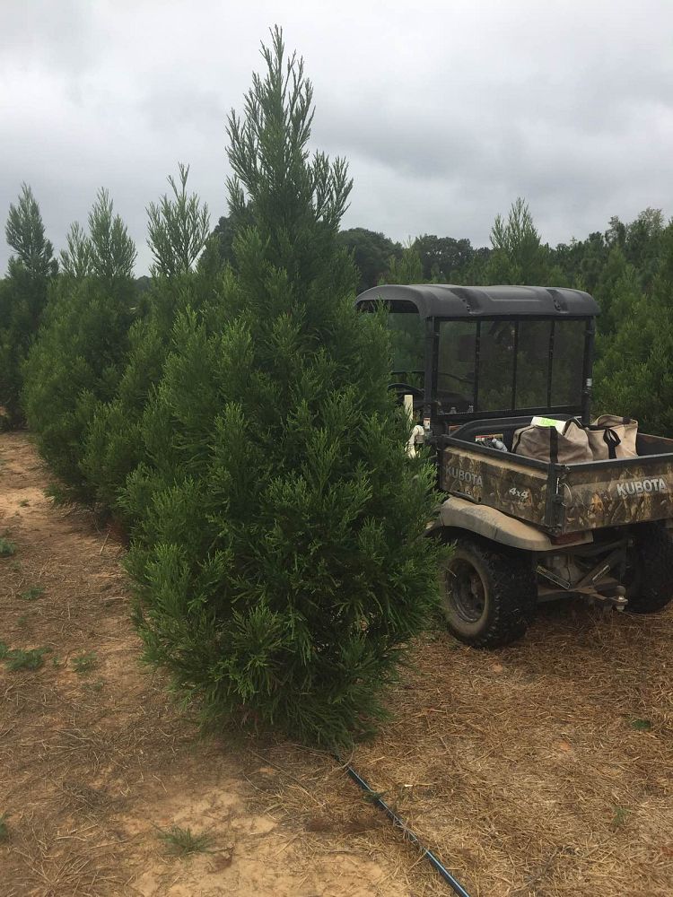 cryptomeria-japonica-radicans-japanese-cedar