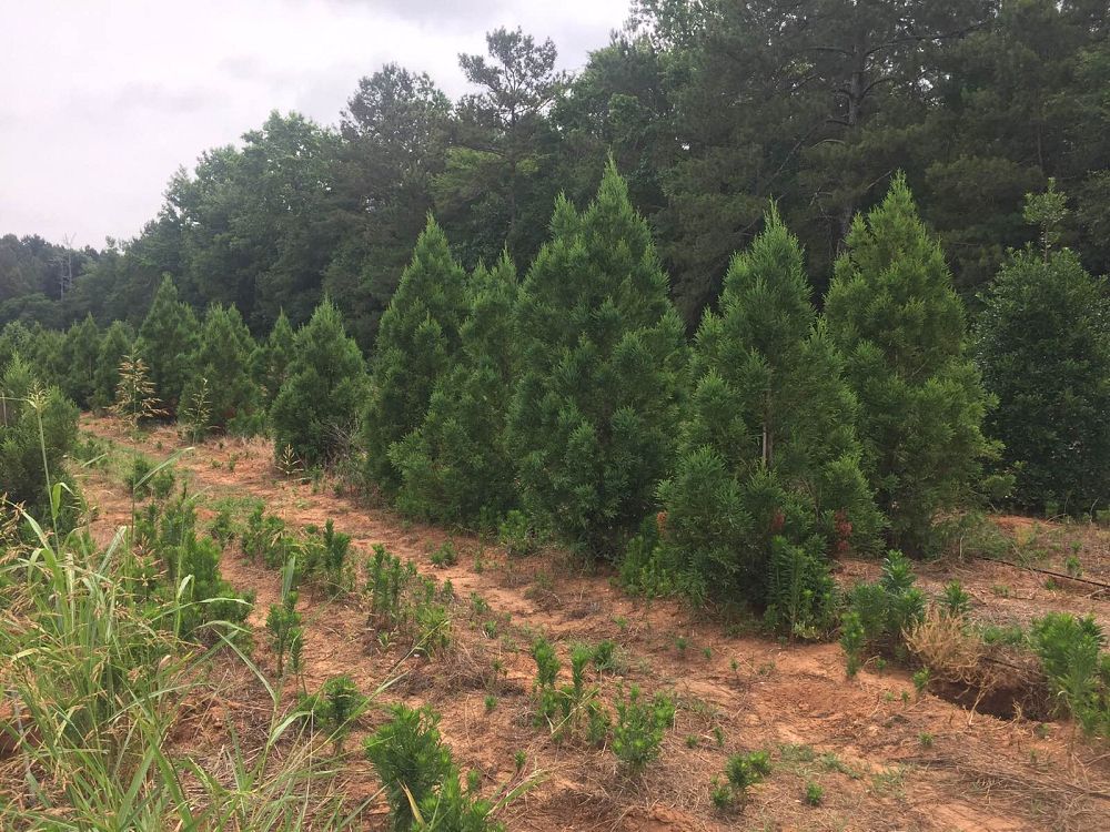 cryptomeria-japonica-radicans-japanese-cedar