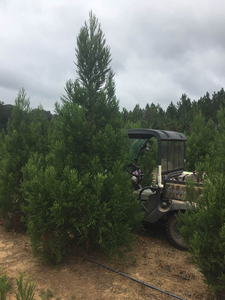 cryptomeria-japonica-radicans-japanese-cedar