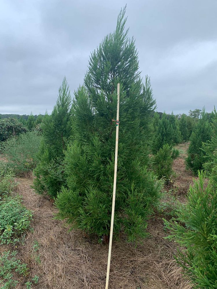 cryptomeria-japonica-radicans-japanese-cedar