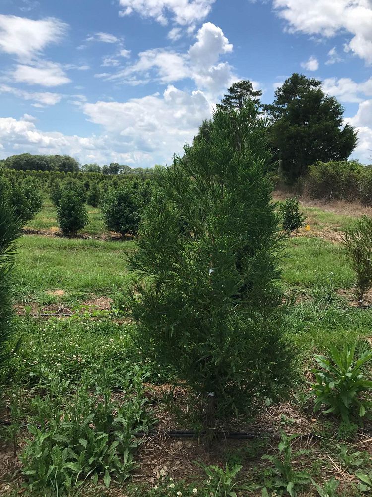 cryptomeria-japonica-radicans-japanese-cedar