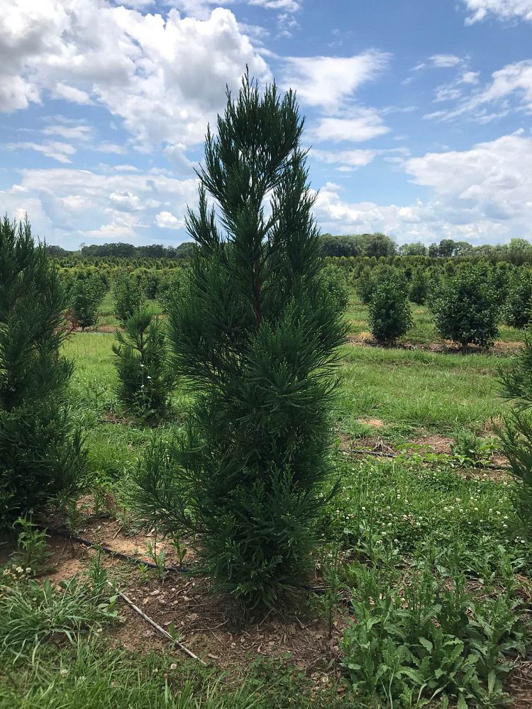 cryptomeria-japonica-radicans-japanese-cedar