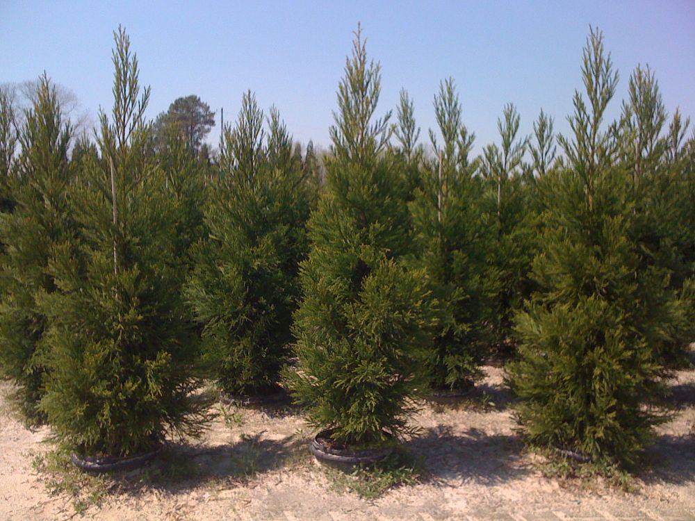 cryptomeria-japonica-radicans-japanese-cedar