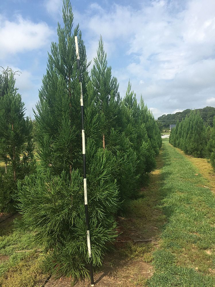 cryptomeria-japonica-radicans-japanese-cedar