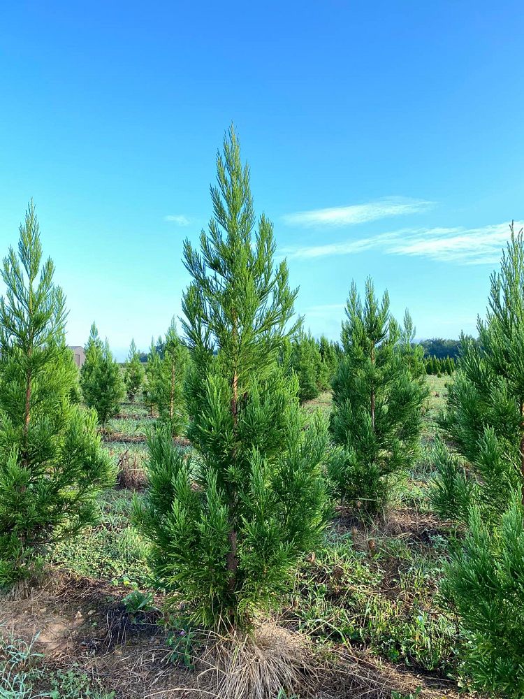 cryptomeria-japonica-radicans-japanese-cedar