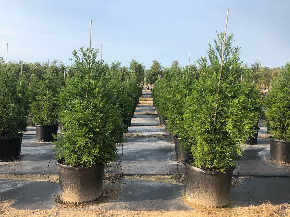 cryptomeria-japonica-radicans-japanese-cedar