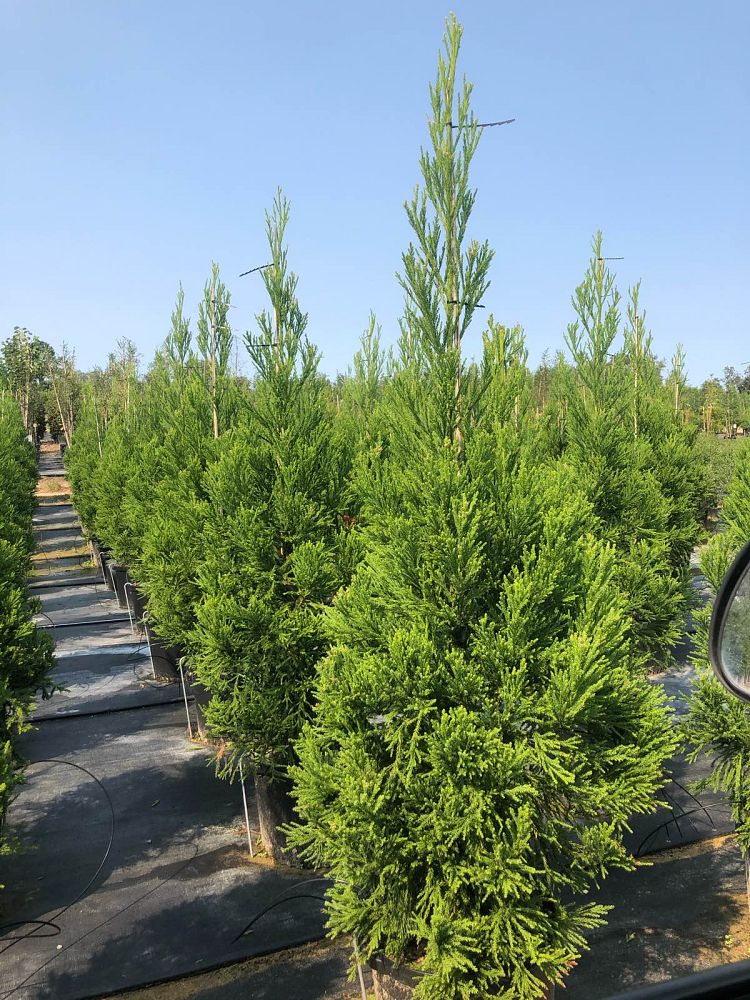 cryptomeria-japonica-radicans-japanese-cedar
