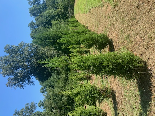 cryptomeria-japonica-radicans-japanese-cedar