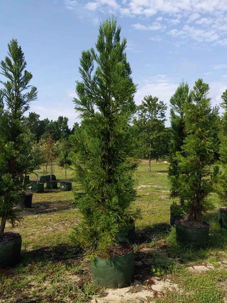 cryptomeria-japonica-radicans-japanese-cedar