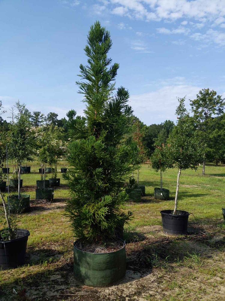 cryptomeria-japonica-radicans-japanese-cedar