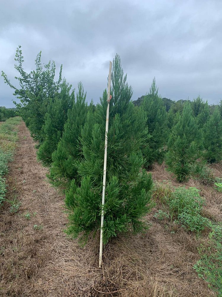 cryptomeria-japonica-radicans-japanese-cedar