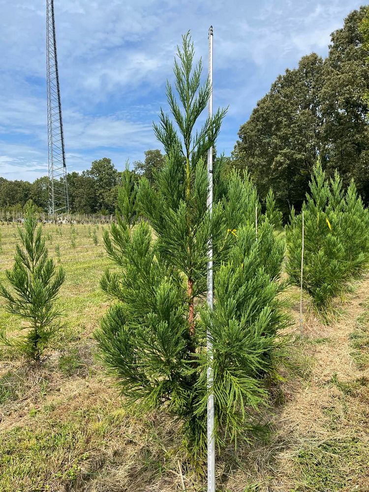 cryptomeria-japonica-radicans-japanese-cedar