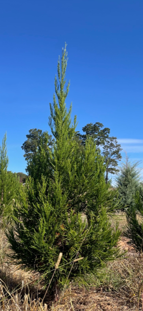 cryptomeria-japonica-radicans-japanese-cedar