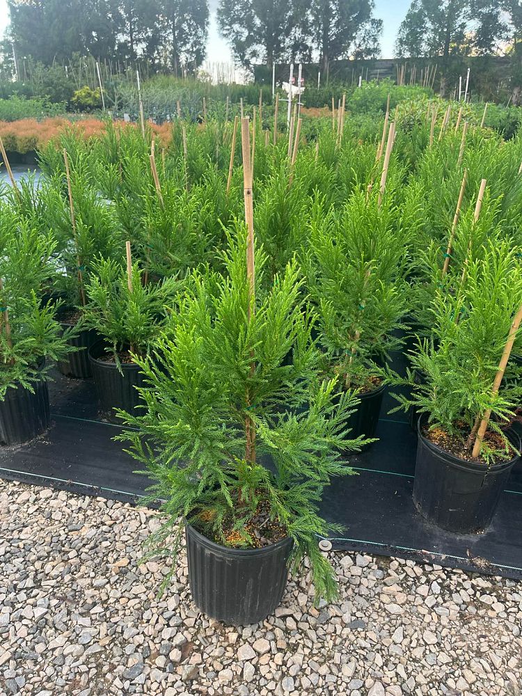 cryptomeria-japonica-radicans-japanese-cedar