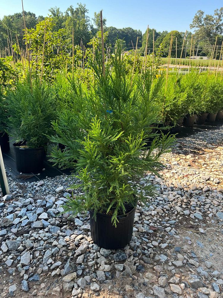 cryptomeria-japonica-radicans-japanese-cedar